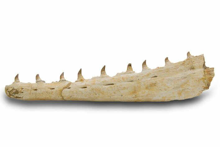 Mosasaur (Pluridens) Jaw with Nine Teeth - Morocco #334605